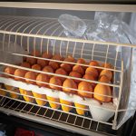 Como Hacer Una Incubadora Casera Con Un Refrigerador