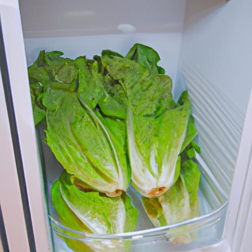 Como Mantener La Lechuga Fresca En El Refrigerador