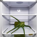 Se Puede Guardar El Aloe Vera En El Refrigerador